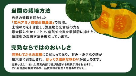 【 訳アリ 】完熟かぼちゃ ブラックのジョー 5kg(3~4玉)