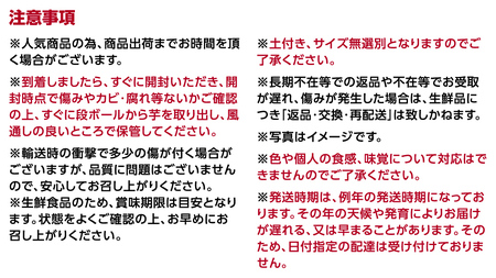 茨城県産 紅はるか 10kg 土付き 無選別