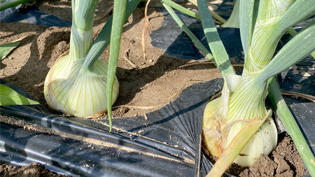 【 先行予約 】つくばみらい市産 たまねぎ 5kg ( ソニック ) 保管に便利な貯蔵ネット付【2026年6月より発送開始】