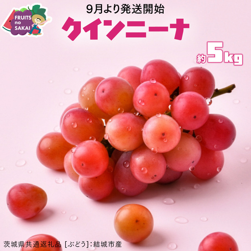 クインニーナ5キロ粒のみ クインニーナ 5kg （8～12房）【2026年9月より発送開始】（茨城県共通
