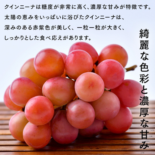 クインニーナ 5kg （8～12房）【2026年9月より発送開始】（茨城県共通