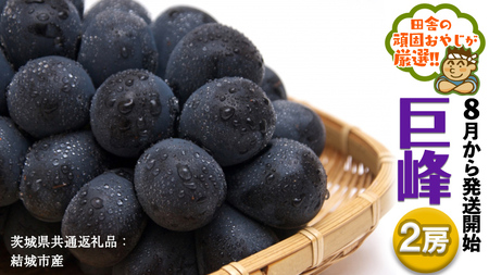 巨峰 ２房【2026年8月より発送開始】（茨城県共通返礼品 [ぶどう]：結城市産）