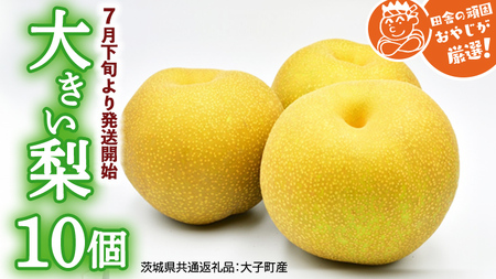 大きい 梨 10個【2026年7月下旬より発送開始】（茨城県共通返礼品 [梨]：大子町産）