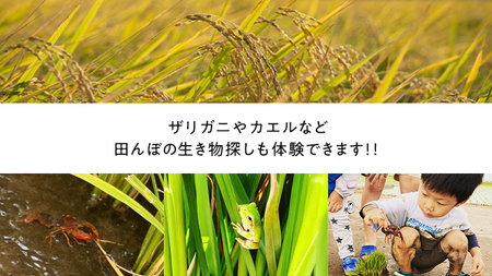 【2026年5月16日(土曜日) 開催予定】親子で米作り体験（田植え・稲刈り体験）にじのきらめき 5kg付き
