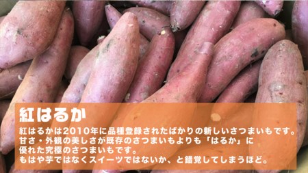 さつまいも ( 紅はるか ） 10kg 【 栽培期間中 / 農薬・肥料不使用 】土つき