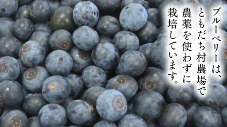 つくばみらい市 産 冷凍 ブルーベリー 1kg ( 500g ×2パック ) 国産 農薬無使用 自家農場 果物 就労継続支援 フルーツ おいしい 冷凍ブルーベリー フリーズ