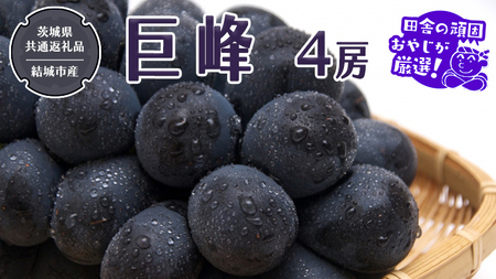巨峰 4房 【2026年8月より発送開始】（茨城県共通返礼品 [ぶどう]：結城市産）