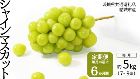 【定期便】 シャインマスカット 7～9房(約5kg) × ６か月連続お届け！ 【2026年8月から発送開始】 （茨城県共通返礼品 [ぶどう]：結城市産） 定期便 毎月 シャインマスカット マスカット ぶどう ブドウ フルーツ 果物 6,930円