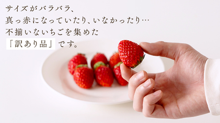 【訳あり】いちご 1kg 【1月から発送開始】（茨城県共通返礼品 [いちご]：城里町産）