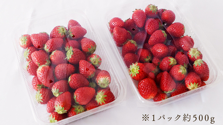 【訳あり】いちご 1kg 【1月から発送開始】（茨城県共通返礼品 [いちご]：城里町産）