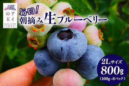 《数量限定・期間限定》 【アイの玉】毎日！朝摘み生ブルーベリー(2L) 数量限定 期間限定 ブルーベリー フルーツ 果物 くだもの 冷蔵 大粒 新鮮 生果 国産 73-A 【2025年6月15日より順次発送予定・7月31日に受付終了】