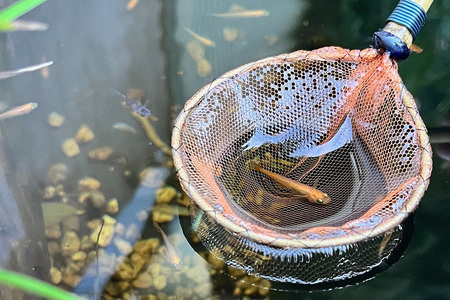 メダカ用 タモ網（太） メダカ タモ 網 めだか タモ網 手作り 天然素材 高品質 軽量 耐久 飼育 83-A