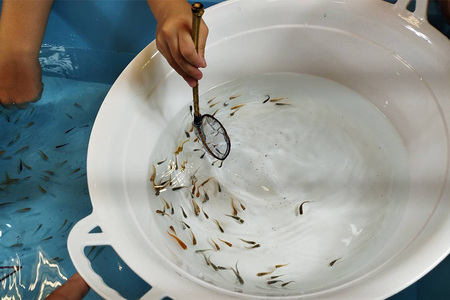 メダカ1匹選別用 タモ網（角型・長め） 5本セット メダカ タモ 網 セット めだか タモ網 手作り 天然素材 高品質 軽量 耐久 飼育 83-J