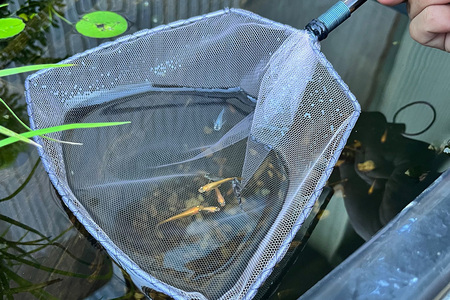 メダカ用 タモ網大（太）・タモ網大（細）・タモ網型キーホルダー 3点セット メダカ タモ 網 キーホルダー セット めだか タモ網 手作り 天然素材 高品質 軽量 耐久 飼育 83-P