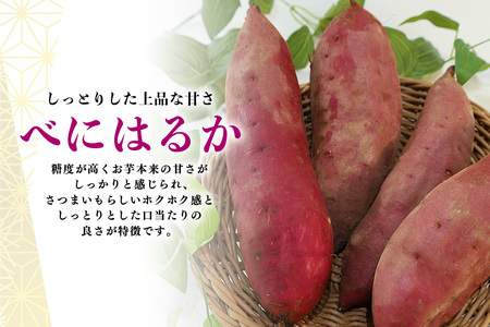 さつまいも 紅はるか 規格外品 10kg サツマイモ さつま芋 生芋 べにはるか 訳あり 国産 茨城県産 箱 直送 やきいも 焼いも 焼き芋 焼芋 おやつ スイーツ作り ケーキ作り スイートポテト 大学芋 大学いも 12-AX
