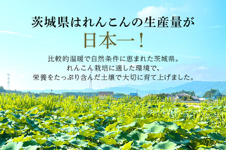 【数量限定・先行予約】＜11月中旬～12月上旬発送予定＞ ご家庭用ちょっと小さめ れんこん 約4㎏  17-AF