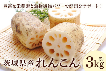 れんこん 3kg 野菜 れんこん レンコン 蓮根 国産 8月上旬～2月中旬まで順次発送予定 51-A