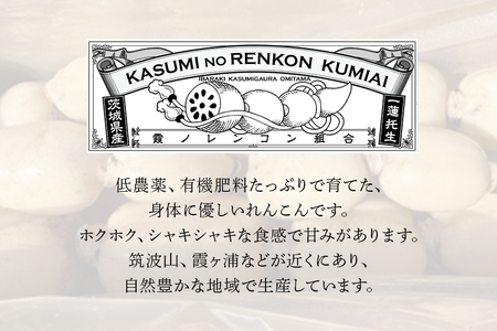 れんこん 3kg 野菜 れんこん レンコン 蓮根 国産 8月上旬～2月中旬まで順次発送予定 51-A