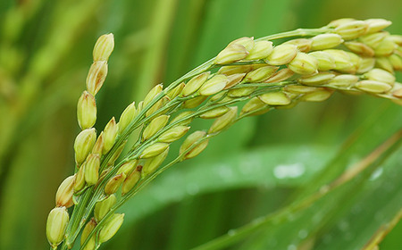 こしひかり 無洗米 10kg 3ヶ月連続お届け 小松崎商事 茨城県産 令和7年 253