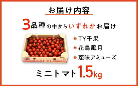 454 ミニトマト 1.5kg 甘い JA 水戸 茨城 2026年8月頃から順次発送予定