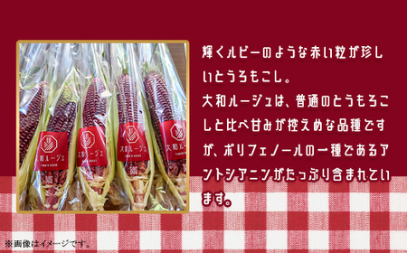 450 とうもろこし 食べ比べ 大和ルージュ 味来 合計約5kg 先行予約 2026年7月上旬～下旬頃発送予定 赤 レッド 野菜 クール便 冷蔵 食べきり