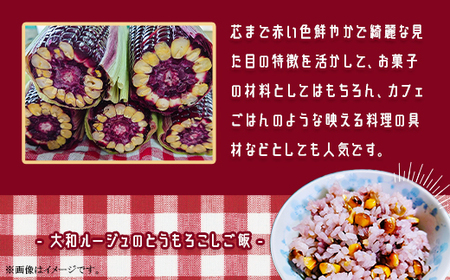 450 とうもろこし 食べ比べ 大和ルージュ 味来 合計約5kg 先行予約 2026年7月上旬～下旬頃発送予定 赤 レッド 野菜 クール便 冷蔵 食べきり