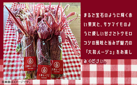 450 とうもろこし 食べ比べ 大和ルージュ 味来 合計約5kg 先行予約 2026年7月上旬～下旬頃発送予定 赤 レッド 野菜 クール便 冷蔵 食べきり