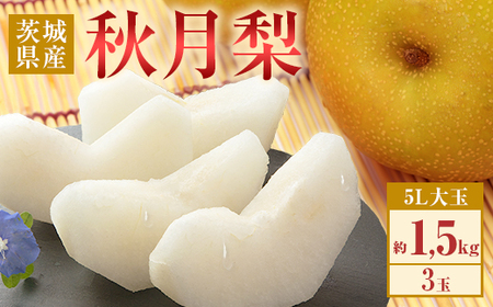 353 秋月梨 約1.5kg 3玉 5L 大玉 梨 なし あきづき 【先行予約 2026年 9月中旬ころより順次発送予定】