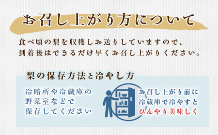 353 秋月梨 約1.5kg 3玉 5L 大玉 梨 なし あきづき 【先行予約 2026年 9月中旬ころより順次発送予定】