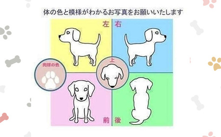 623 オーダーレターセット(封筒：10枚/便箋：20枚入り)【まめつぶはうす】