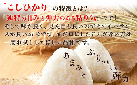 168【令和7年産】茨城町産 こしひかり 5kg【野口ライス】