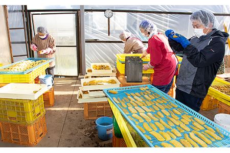 187 平干し6袋 干し芋 1.8kg 熟成 クール 冷蔵 無添加 無着色 300g 小分け 茨城県産 紅はるか 2024年12月～2025年4月ごろ順次発送予定