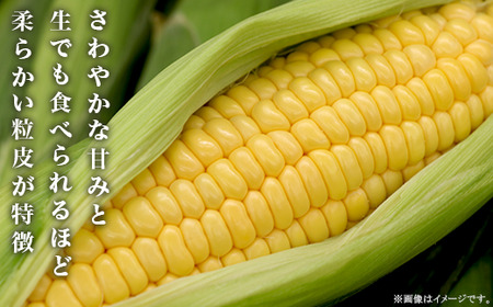 325とうもろこし(ゴールドラッシュor味来) 約5kg 13本 黄 茨城 【先行予約 2024年7月頃～発送予定】