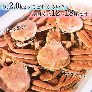 【訳あり】浜茹でオオズワイガニのメス（外子付き）2kg 詰め込みセット 北海道噴火湾産 ＜道産ネットミツハシ＞ かに カニ 蟹 がに 北海道 森町 ふるさと納税 mr1-0727