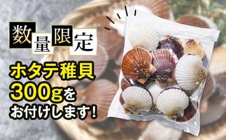 【訳あり】北海道産刺身用冷凍不選別フレークホタテ貝柱500g+ 噴火湾産ホタテ稚貝300gセット <海鮮問屋 株式会社 瑞宝> 森町 ほたて 帆立 ホタテ 海産物 魚貝類 おつまみ 海鮮丼 魚介類 貝柱 ふるさと納税 北海道 訳あり mr1-1120