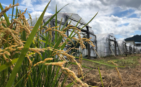 令和7年産 新米 ゆめぴりか 10kg 米 北海道森町濁川産 精米（10月上旬以降順次発送） 森町 こめ お米 米 白米 ゆめぴりか 北海道米 北海道産 北海道 mr1-1156