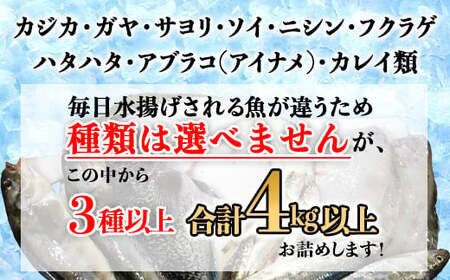 北海道森町産 噴火湾とれたて鮮魚福袋4kg以上 ＜道産ネットミツハシ＞ アブラコ（アイナメ） カレイ類 カジカ ソイ ガヤ ニシン ハタハタ フクラゲ サヨリ 福袋 鮮魚 海鮮 セット 焼き魚 煮付け 鍋 ふるさと納税 北海道 森町 mr1-0149