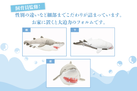 ぬいぐるみ オリジナル シロワニ オス １体 アクアワールド 大洗 限定 グッズ 水族館 さめ サメ 鮫_AQ042