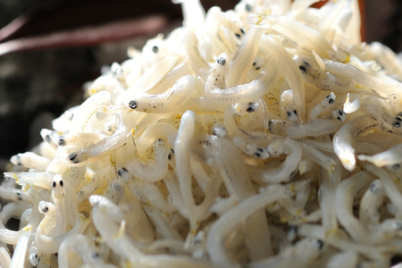 定期便 しらす干し (1kg×3か月) しらす _AG052