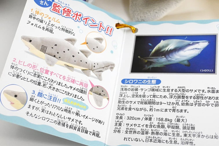 ぬいぐるみ シロワニ アクアワールド 大洗 オリジナル サメ グッズ 茨城 水族館 さめ 鮫 限定_AQ014