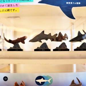 オリジナル フィギュア SHARKS 1st  3個 セット アクアワールド 大洗 飼育員 監修 オリジナル グッズ コレクション 茨城 水族館 鮫 さめ サメ 限定＿AQ029