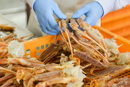 生たらばがに 0.6kg（総重量 0.8kg ） 特大 4L シュリンクパック たらばがに かに _AF081