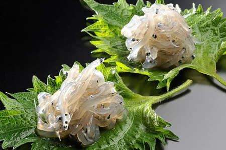 凍結生しらす「海の輝き」 100g 5パック 小分け シラス 冷凍 生しらす しらす_BQ005