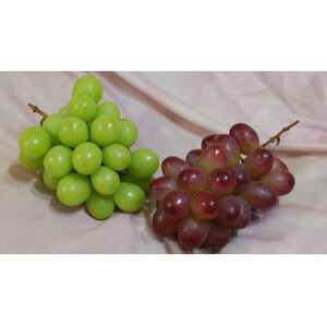 訳あり 巨峰 約2kg ＜2026年10月より順次発送予定＞ 先行予約 ぶどう ブドウ 葡萄 フルーツ 茨城 新鮮 (県内共通返礼品:かすみがうら市産) (BR072)