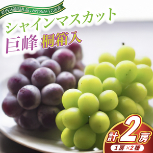 シャインマスカット と 巨峰 桐箱入り 2房 <2026年7月より順次発送予定> (県内共通返礼品:かすみがうら市産) 先行予約 ぶどう ブドウ 葡萄 フルーツ 茨城 新鮮 (BR079)