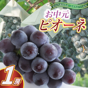 【お中元 熨斗付】 ピオーネ1房 (県内共通返礼品:かすみがうら市産) 先行予約 ギフト 贈答 ぶどう ブドウ 葡萄 フルーツ 茨城 新鮮 (BR080)