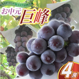 【お中元 熨斗付】 巨峰 4房 (県内共通返礼品:かすみがうら市産) 先行予約 ギフト 贈答 ぶどう ブドウ 葡萄 フルーツ 茨城 新鮮 (BR091)