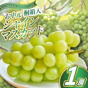 【お中元 熨斗付】 シャインマスカット 桐箱入り 1房 ＜2026年8月より順次発送予定＞ (県内共通返礼品:かすみがうら市産) 先行予約 ギフト 贈答 ぶどう ブドウ 葡萄 フルーツ 茨城 新鮮 (BR109)