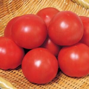 大玉フルーツトマト 約900g(13～15粒) (茨城県共通返礼品:つくばみらい市産) (BR141)