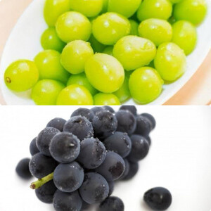 【お中元 熨斗付】 シャインマスカット と 巨峰 桐箱入り 計2房 (県内共通返礼品:かすみがうら市産) 先行予約 ギフト 贈答 ぶどう ブドウ 葡萄 フルーツ 茨城 新鮮 (BR153)